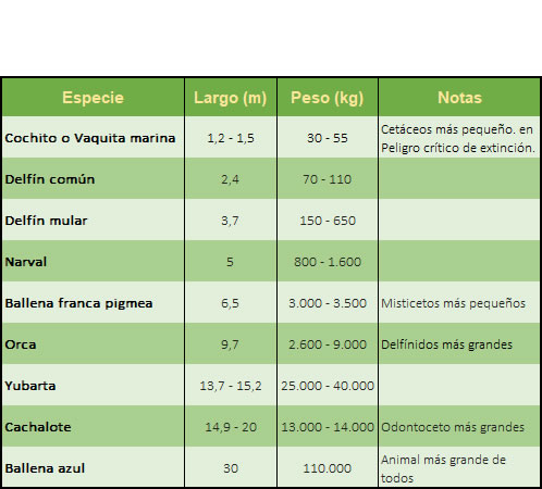 Tabla de Longitud y peso máximo alcanzados por algunos cetáceos